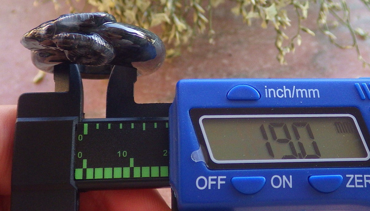 Certified Black Burma 100% Natural A JADE Jadeite Sheep RING USA. 9 戒指 644279 TN